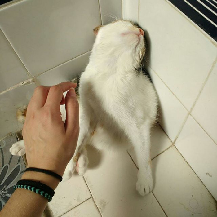 50 Over Dramatic Cats Who Deserve An Oscar 50 Over Dramatic Cats Who Deserve An Oscar