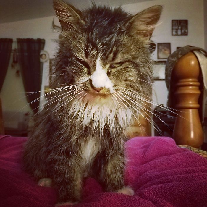 50 Over Dramatic Cats Who Deserve An Oscar 50 Over Dramatic Cats Who Deserve An Oscar