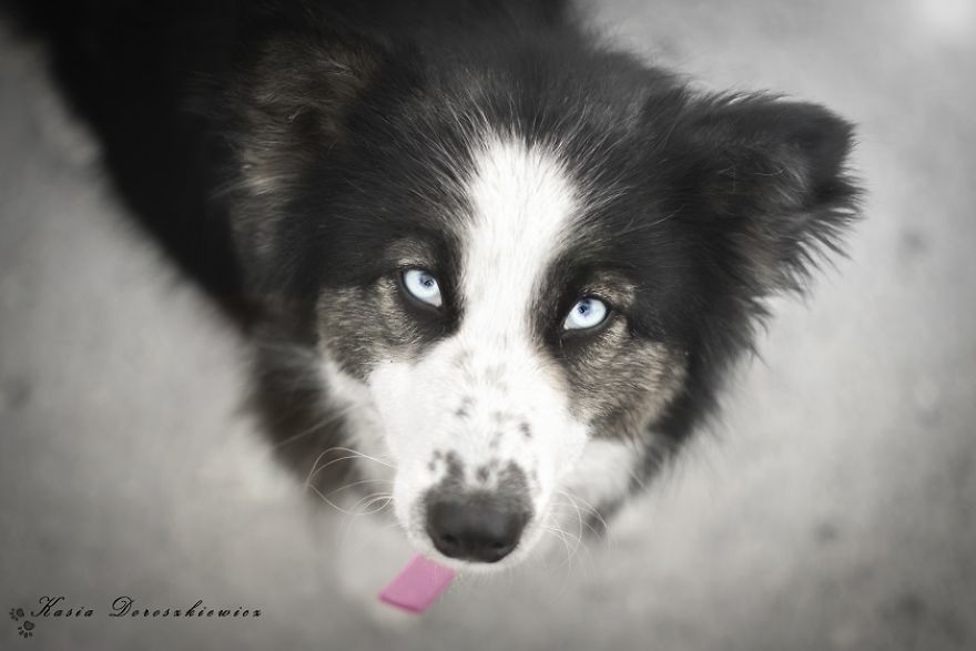 I Photograph Homeless Dogs To Find Their New Homes