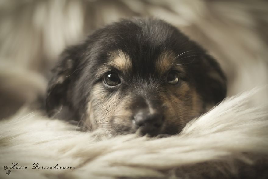 I Photograph Homeless Dogs To Find Their New Homes