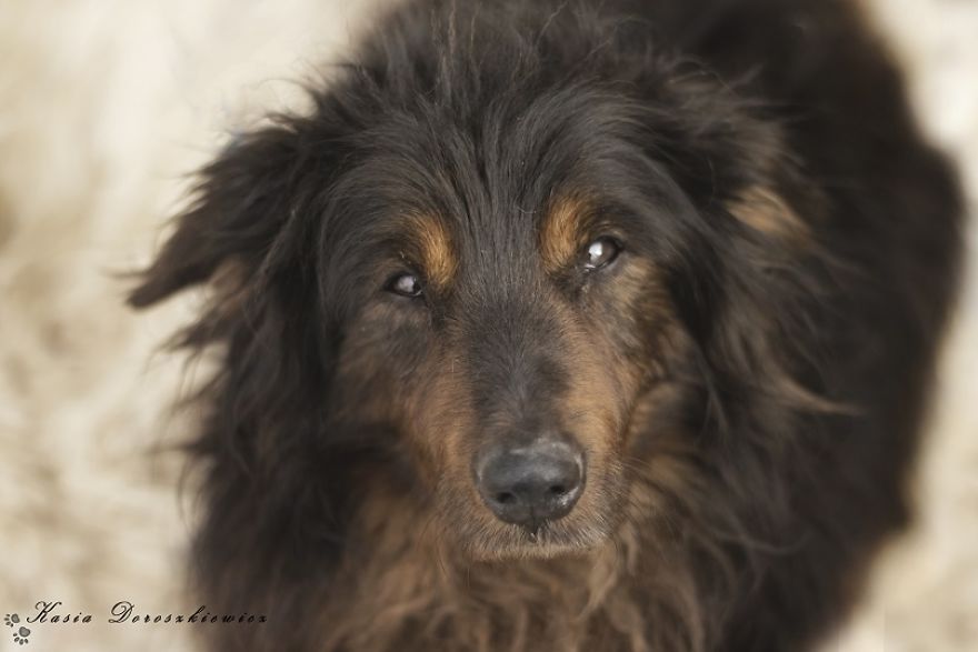 I Photograph Homeless Dogs To Find Their New Homes