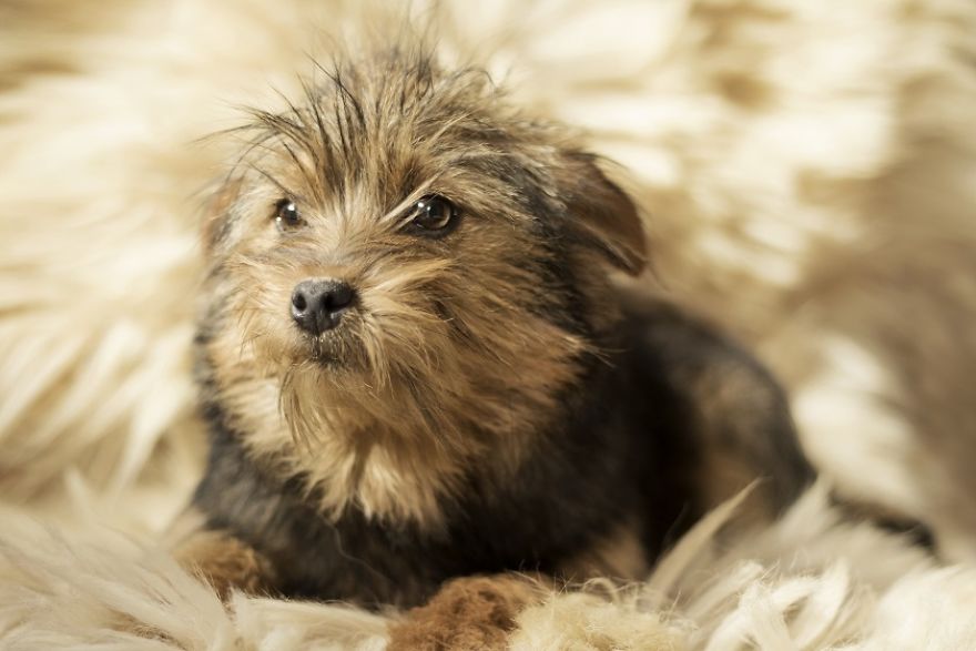 I Photograph Homeless Dogs To Find Their New Homes