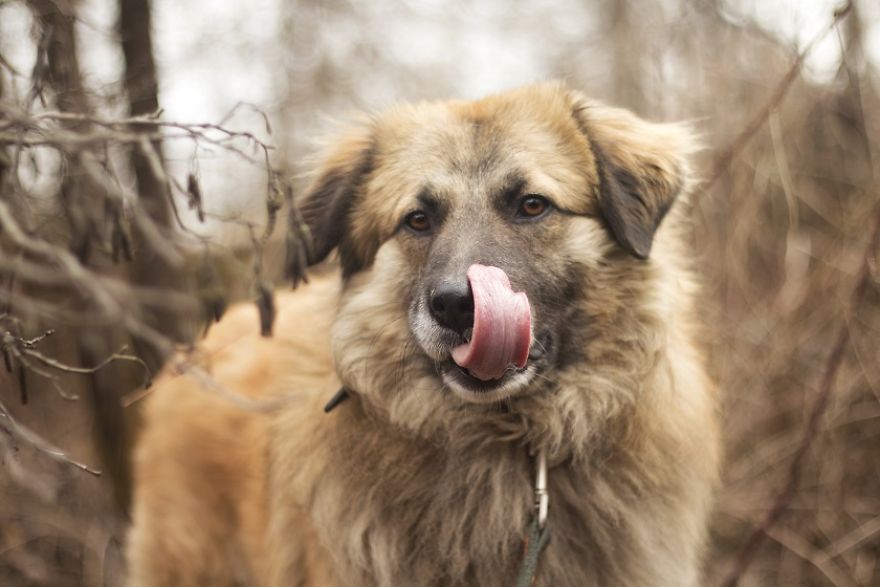 I Photograph Homeless Dogs To Find Their New Homes