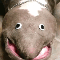 50 Funny Pics That Prove Googly Eyes Make EVERYTHING Look Better