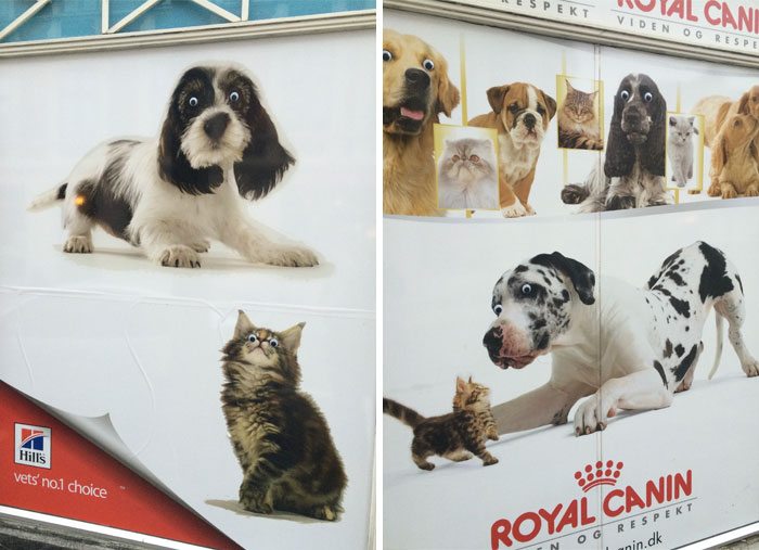 50 Funny Pics That Prove Googly Eyes Make EVERYTHING Look Better