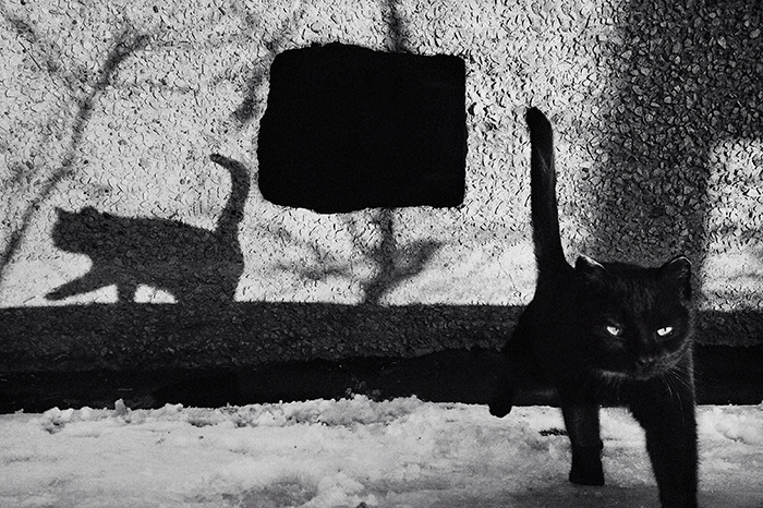 I Photograph The Secret World Of Stray Cats Of Kazakhstan