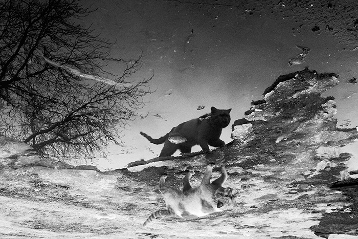 I Photograph The Secret World Of Stray Cats Of Kazakhstan