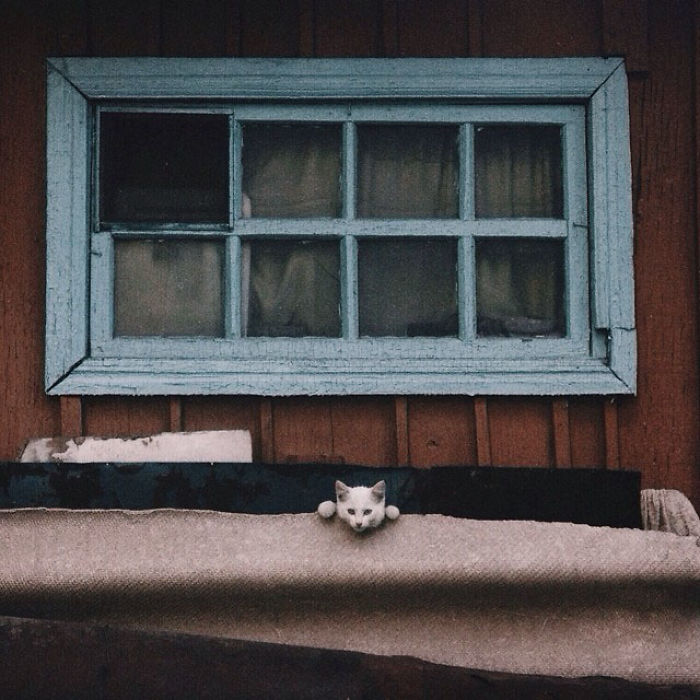 I Photograph The Secret World Of Stray Cats Of Kazakhstan