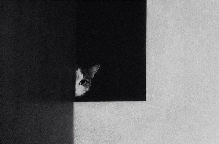 I Photograph The Secret World Of Stray Cats Of Kazakhstan