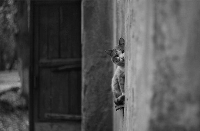 I Photograph The Secret World Of Stray Cats Of Kazakhstan