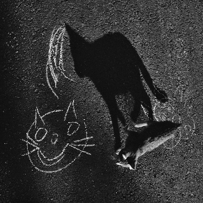 I Photograph The Secret World Of Stray Cats Of Kazakhstan