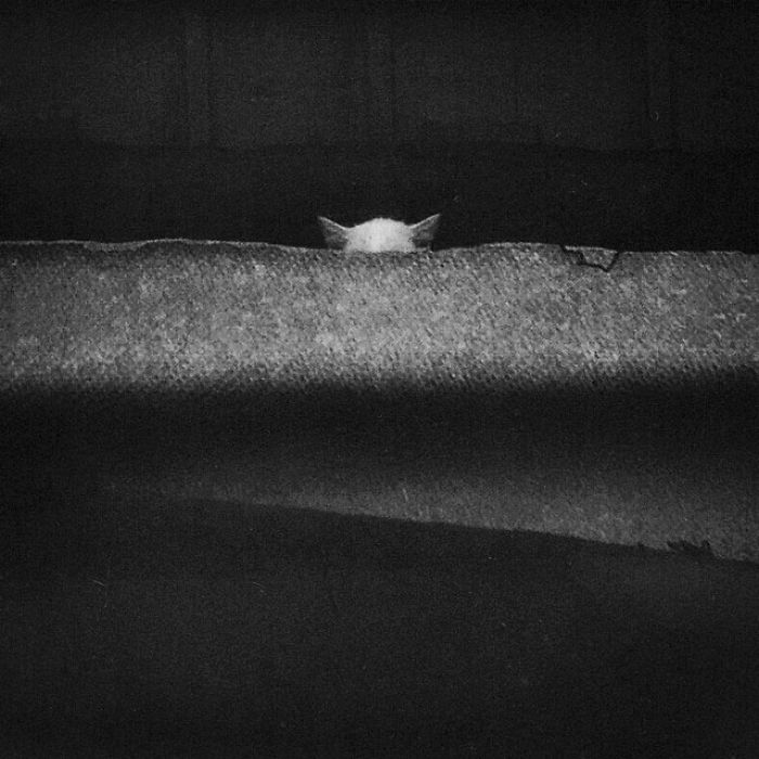 I Photograph The Secret World Of Stray Cats Of Kazakhstan