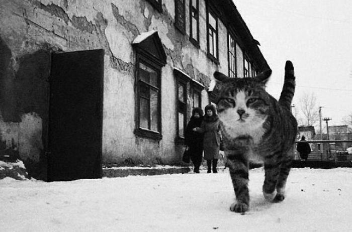 I Photograph The Secret World Of Stray Cats Of Kazakhstan