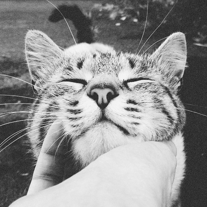 I Photograph The Secret World Of Stray Cats Of Kazakhstan