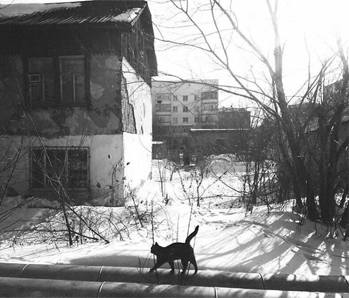 I Photograph The Secret World Of Stray Cats Of Kazakhstan