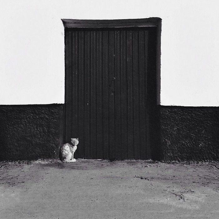 I Photograph The Secret World Of Stray Cats Of Kazakhstan