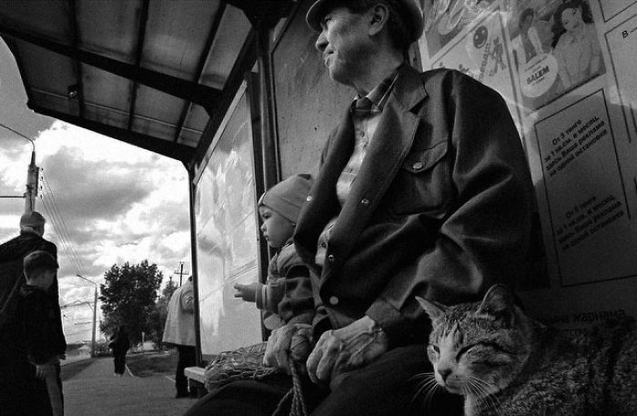 I Photograph The Secret World Of Stray Cats Of Kazakhstan