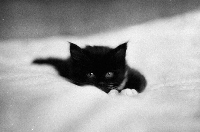 I Photograph The Secret World Of Stray Cats Of Kazakhstan