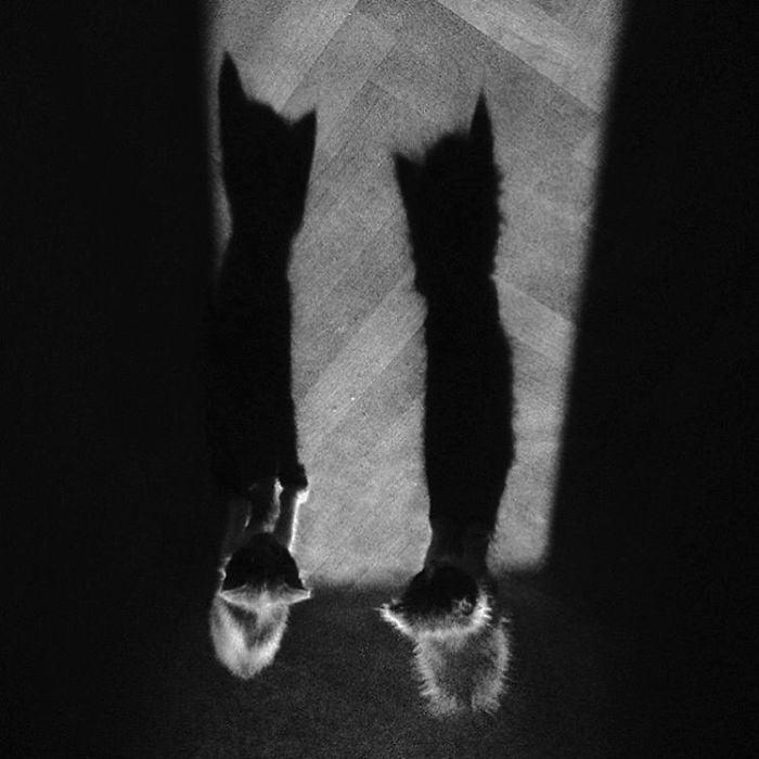 I Photograph The Secret World Of Stray Cats Of Kazakhstan