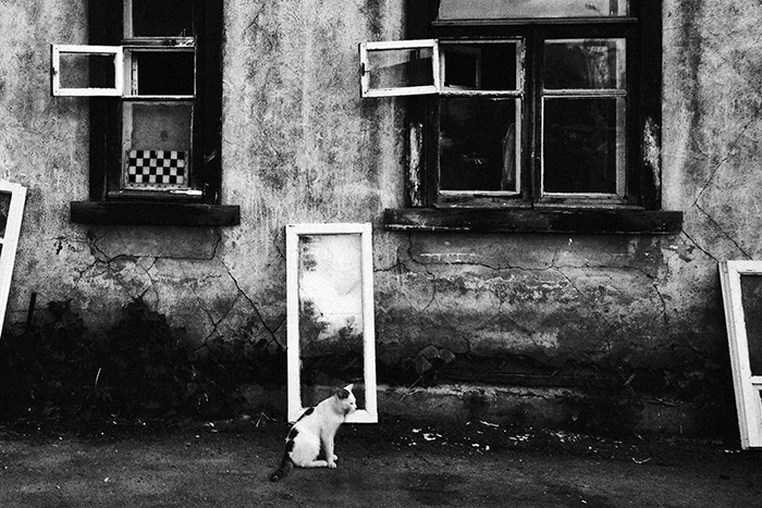 I Photograph The Secret World Of Stray Cats Of Kazakhstan