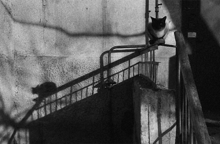 I Photograph The Secret World Of Stray Cats Of Kazakhstan