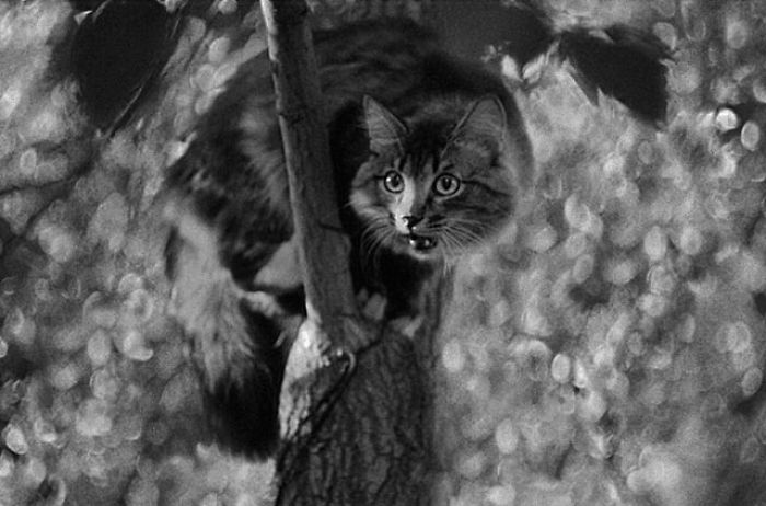 I Photograph The Secret World Of Stray Cats Of Kazakhstan