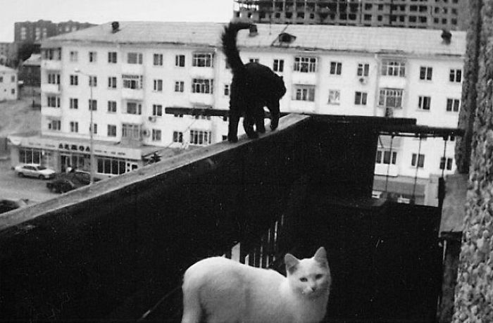 I Photograph The Secret World Of Stray Cats Of Kazakhstan