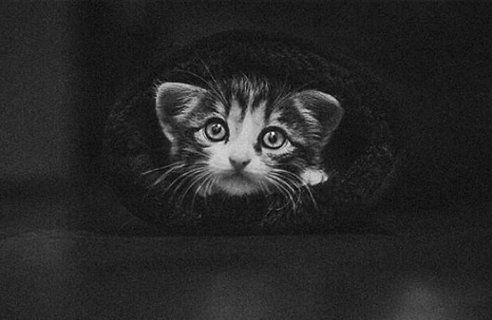 I Photograph The Secret World Of Stray Cats Of Kazakhstan