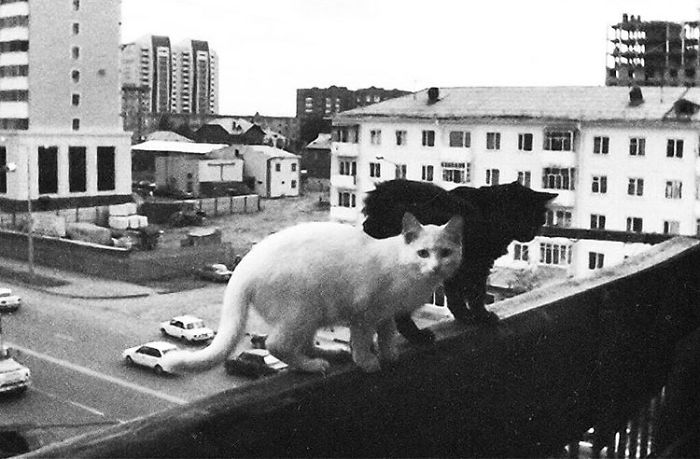 I Photograph The Secret World Of Stray Cats Of Kazakhstan