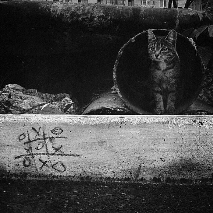 I Photograph The Secret World Of Stray Cats Of Kazakhstan