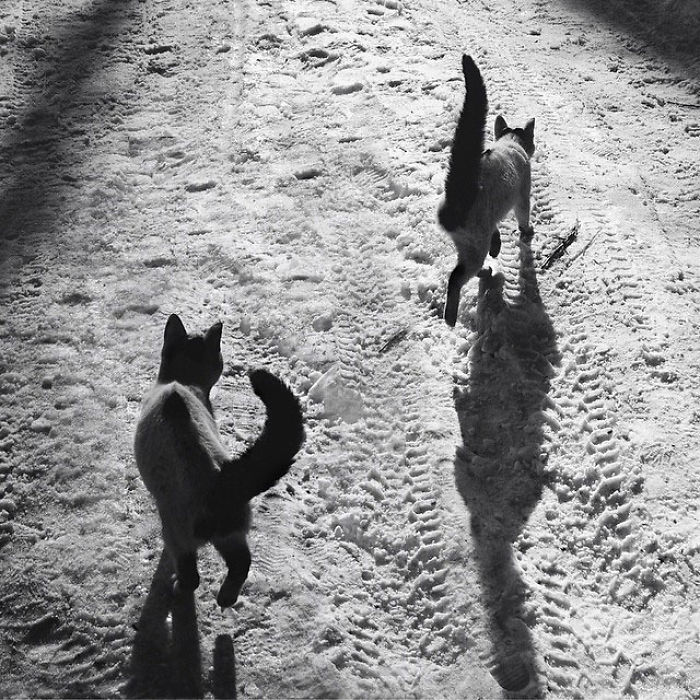 I Photograph The Secret World Of Stray Cats Of Kazakhstan