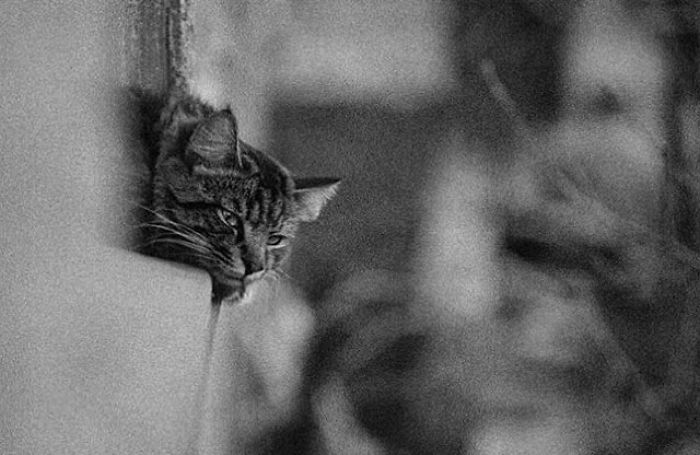 I Photograph The Secret World Of Stray Cats Of Kazakhstan