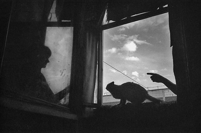 I Photograph The Secret World Of Stray Cats Of Kazakhstan