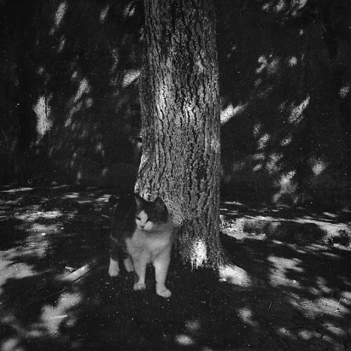 I Photograph The Secret World Of Stray Cats Of Kazakhstan