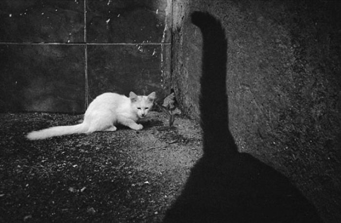 I Photograph The Secret World Of Stray Cats Of Kazakhstan
