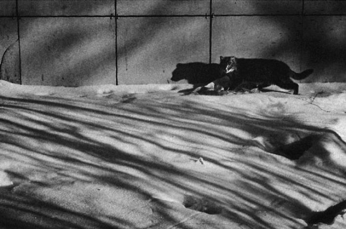 I Photograph The Secret World Of Stray Cats Of Kazakhstan