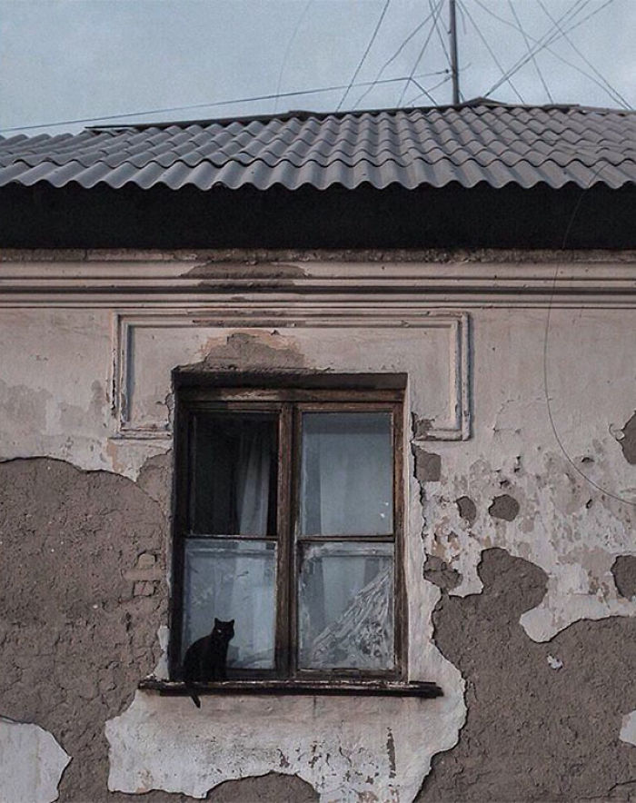 I Photograph The Secret World Of Stray Cats Of Kazakhstan