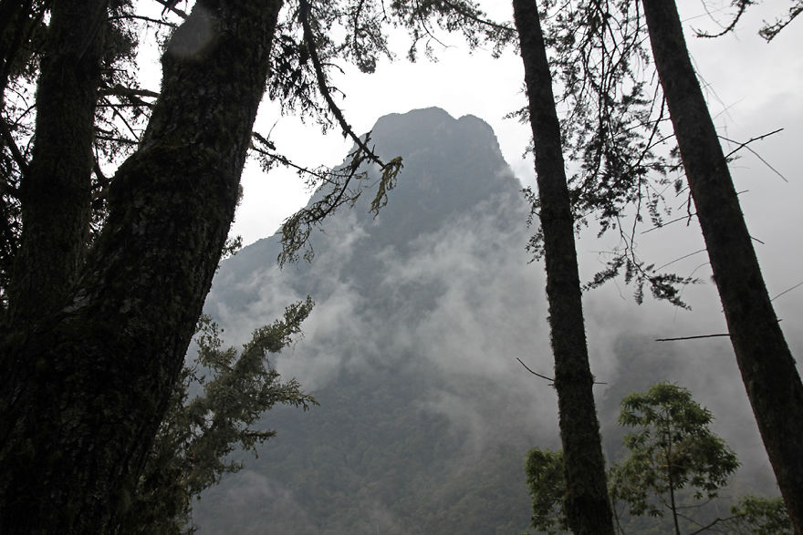 I Went To Colombia And Found These Insanely Tall Palm Trees I Went To Colombia And Found These Insanely Tall Palm Trees