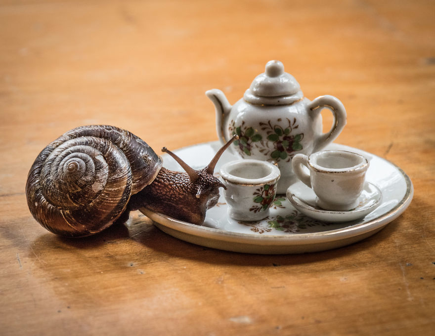 An Unusual Tea Party With My Forest Friends An Unusual Tea Party With My Forest Friends