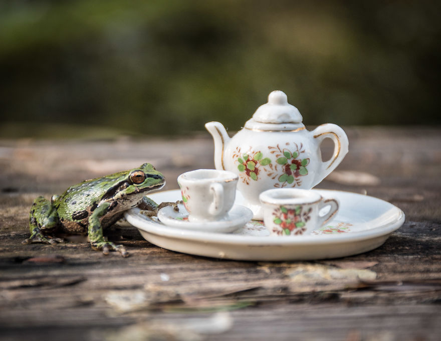 An Unusual Tea Party With My Forest Friends An Unusual Tea Party With My Forest Friends