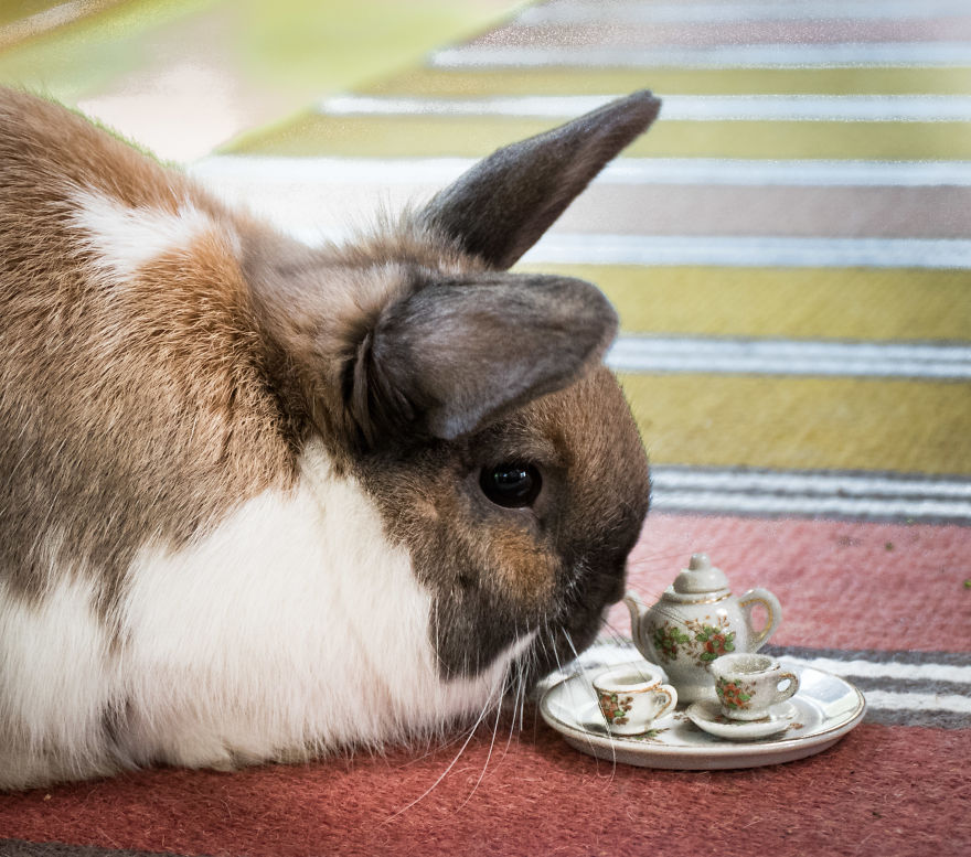 An Unusual Tea Party With My Forest Friends An Unusual Tea Party With My Forest Friends