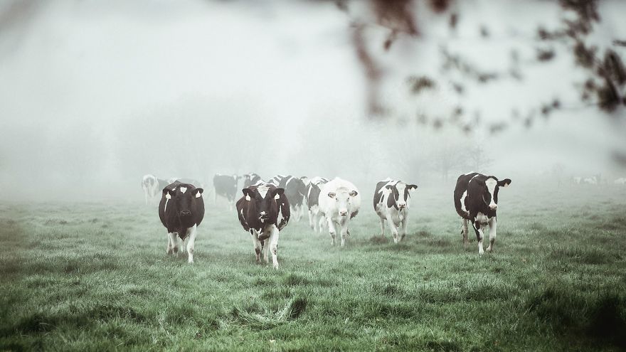 I Captured The Mystery Of Fog I Captured The Mystery Of Fog