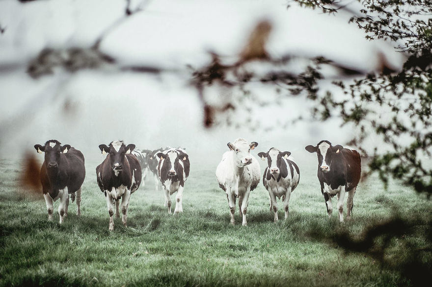 I Captured The Mystery Of Fog I Captured The Mystery Of Fog