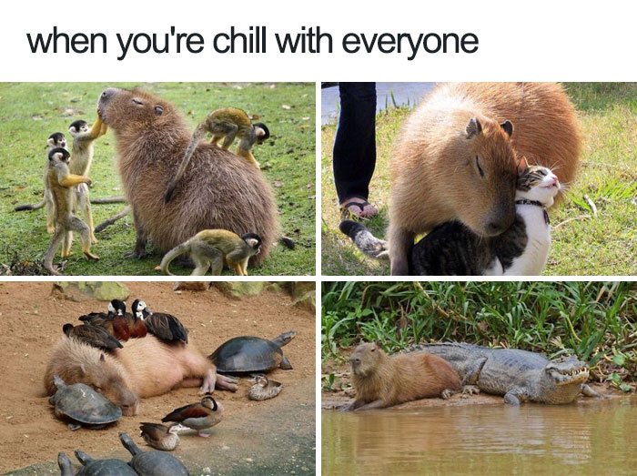 35 Happy Animal Memes That Might Make You Smile 35 Happy Animal Memes That Might Make You Smile