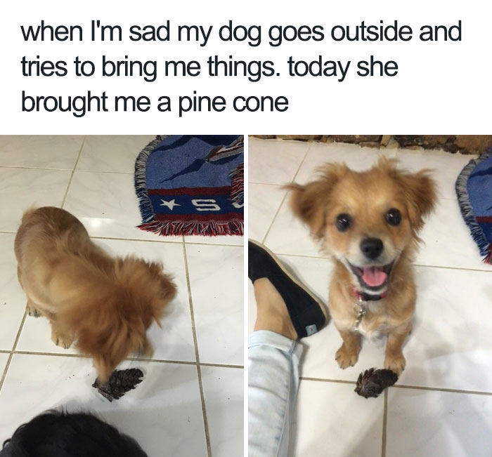 35 Happy Animal Memes That Might Make You Smile 35 Happy Animal Memes That Might Make You Smile