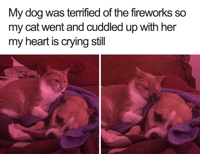 35 Happy Animal Memes That Might Make You Smile 35 Happy Animal Memes That Might Make You Smile