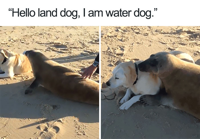 35 Happy Animal Memes That Might Make You Smile 35 Happy Animal Memes That Might Make You Smile