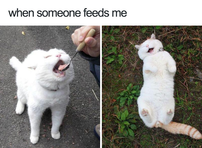 35 Happy Animal Memes That Might Make You Smile 35 Happy Animal Memes That Might Make You Smile