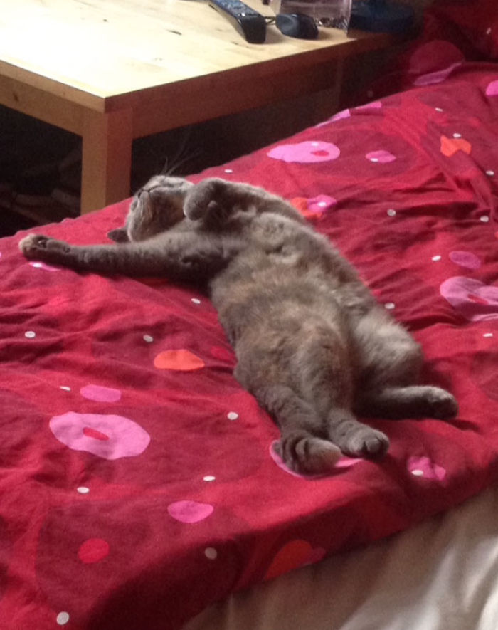 If My Pets Could Talk If My Pets Could Talk