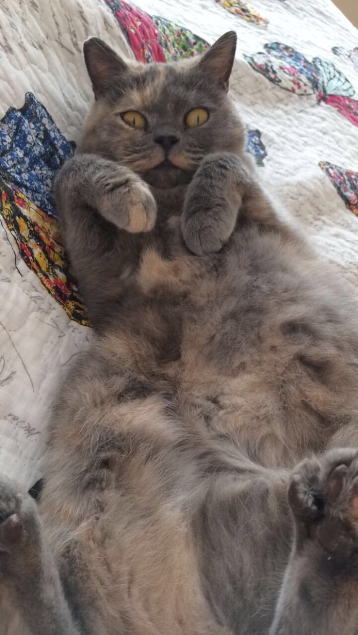 If My Pets Could Talk If My Pets Could Talk